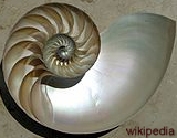 chambered nautilus shell